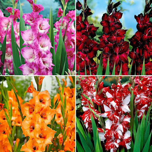 Grootbloemige gladiool - Mix (x40) - Gladiolus 'vivre' - Bloembollen