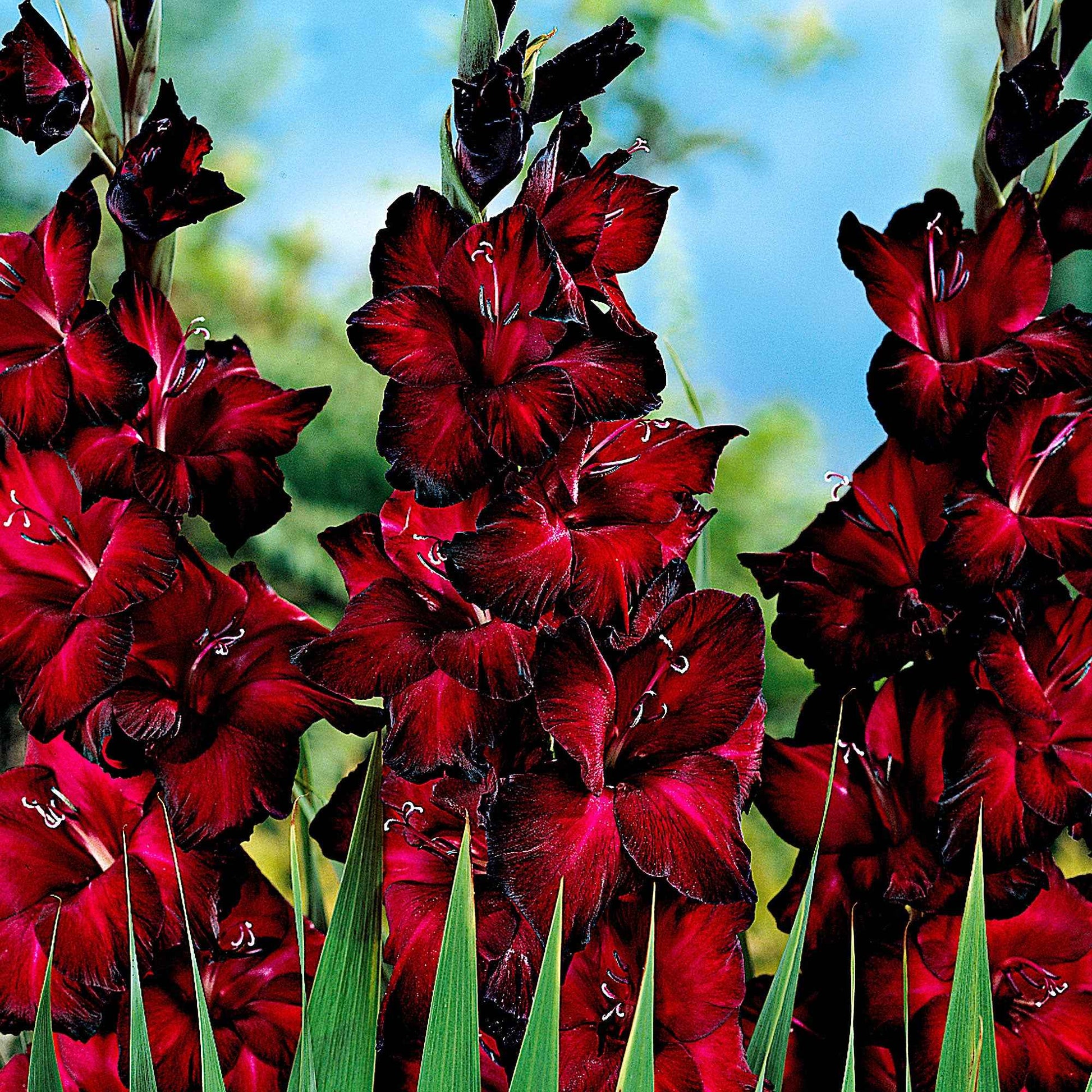 Gladiool 'Black Jack' (x25) - Gladiolus 'black jack' - Bloembollen