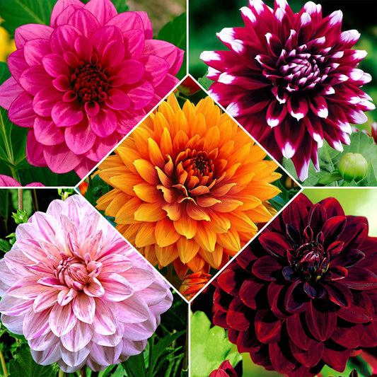 Grootbloemige dahlia - Mix (x5) - Bakker