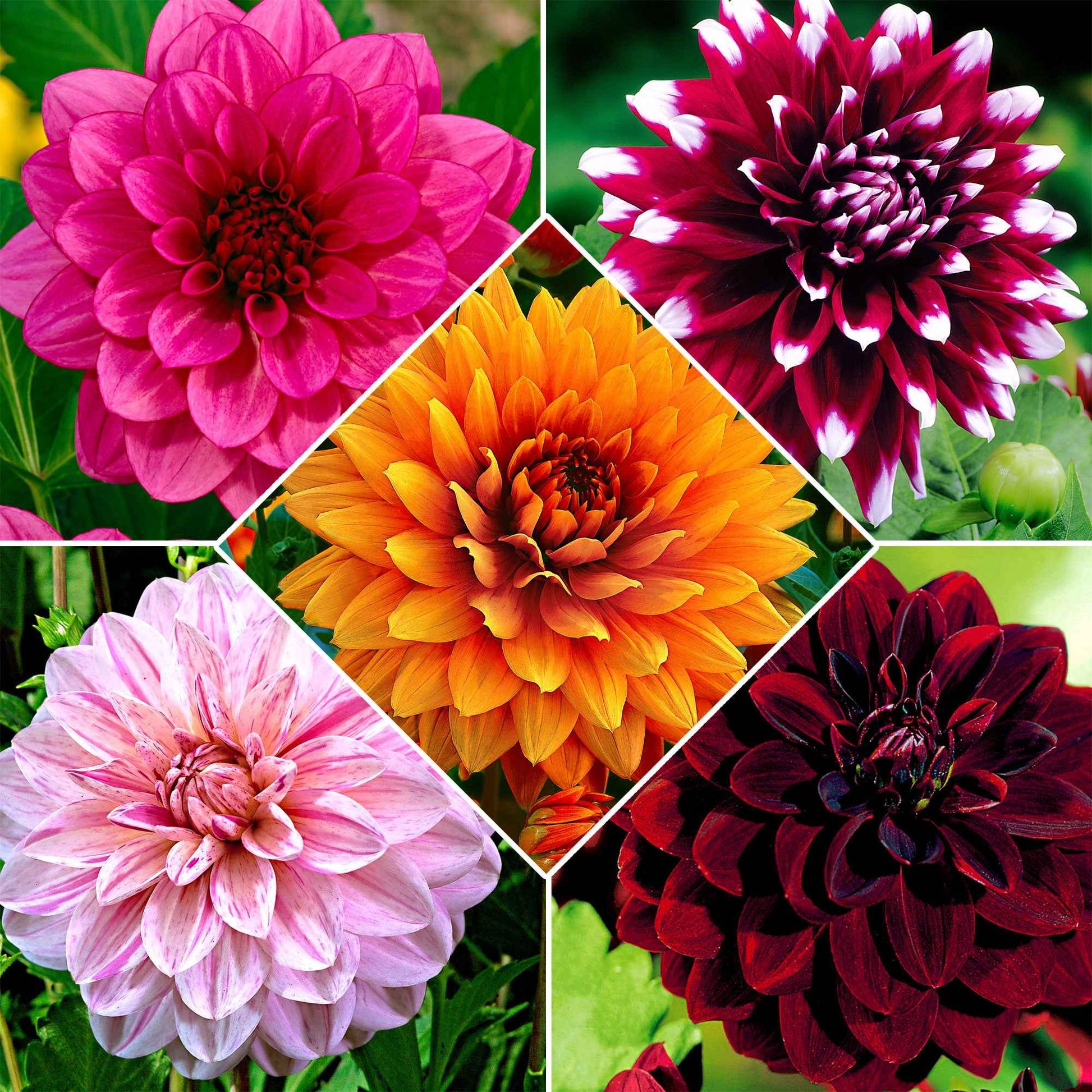 Grootbloemige dahlia - Mix (x5) - Dahlia - Bloembollen