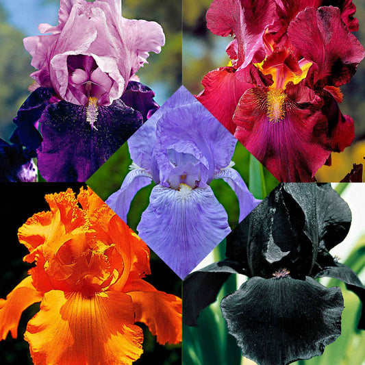 Baardiris - Mix 'Magic Melange' (x5) - Iris germanica - Tuinplanten