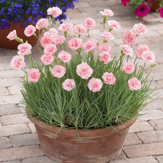 Grasanjer 'Doris' (x3) - Dianthus plumarius 'doris' - Terras- en balkonplanten