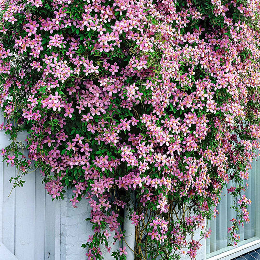 Bosrank 'Rubens' - Clematis montana 'rubens' - Tuinplanten