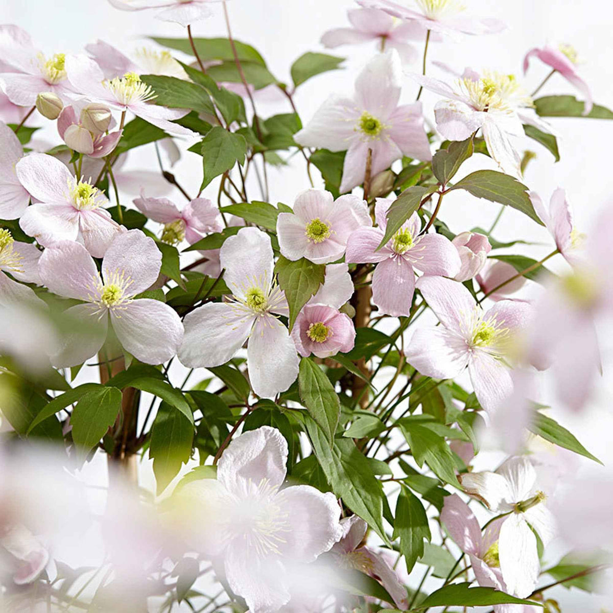 Bosrank 'Rubens' - Clematis montana Rubens - Bakker