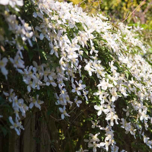 Bosrank 'Grandiflora' - Clematis montana 'grandiflora' - Tuinplanten