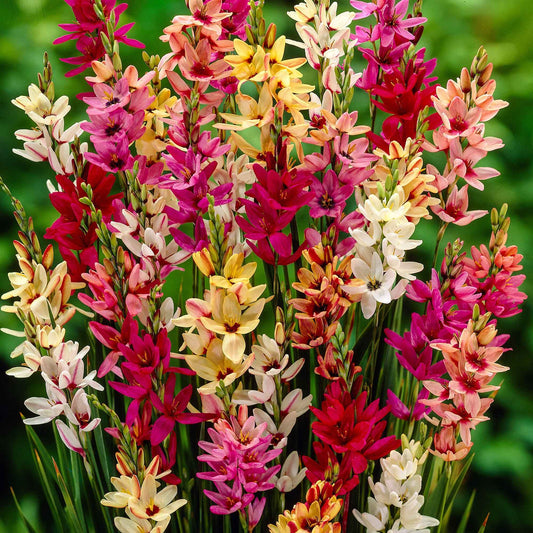 Ixia - Mix - Ixia - Bloembollen