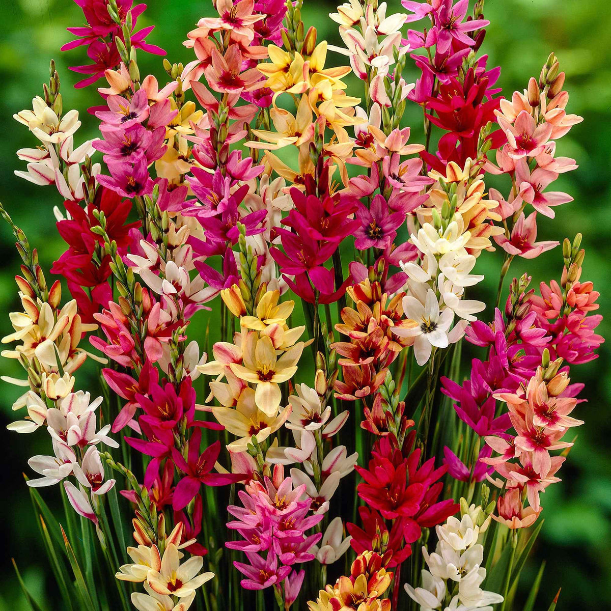 Ixia - Mix - Bakker