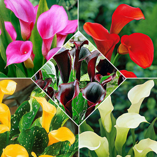 Aronskelk - Mix 'Magical Colors' (x5) - Bakker