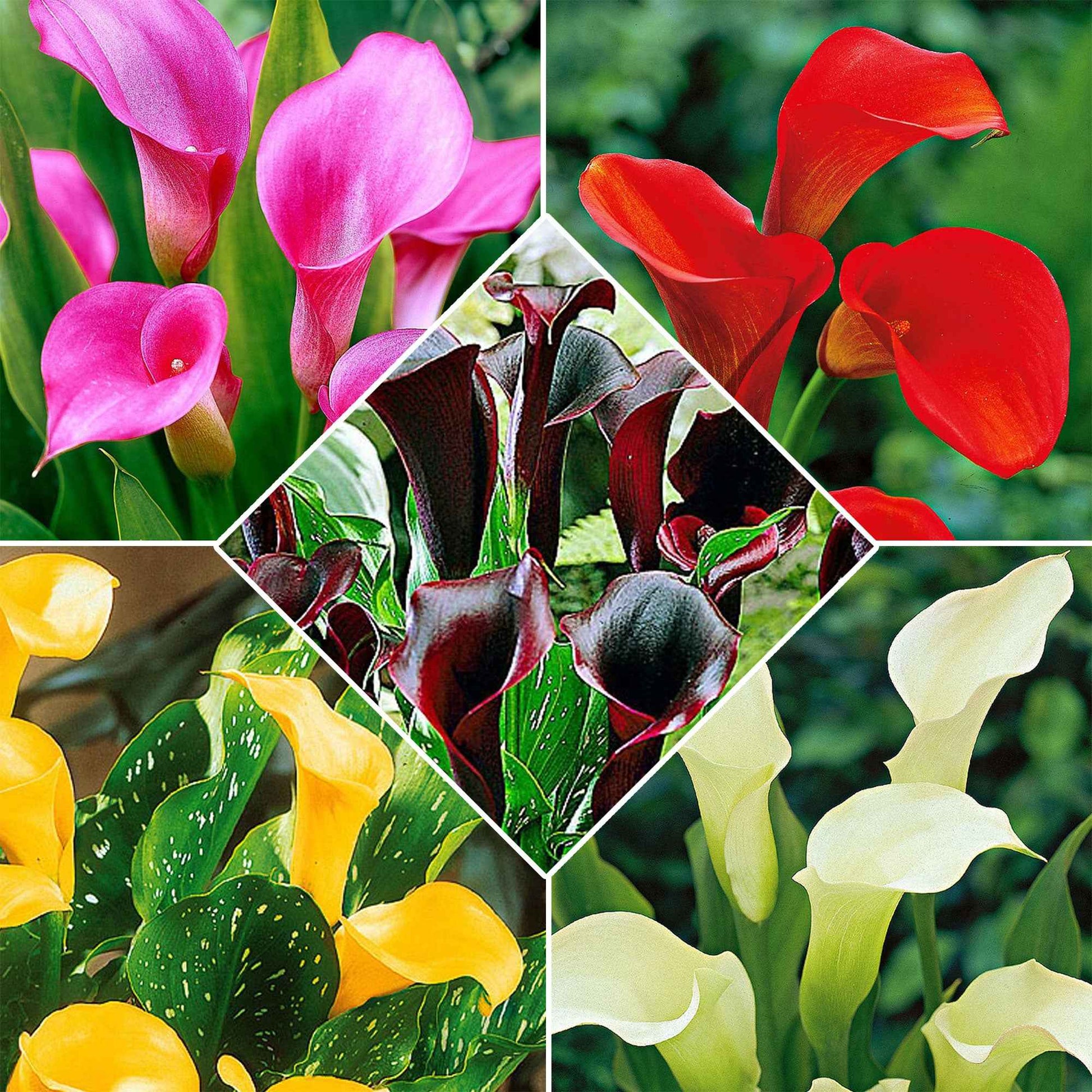 Aronskelk - Mix 'Magical Colors' (x5) - Zantedeschia 'magical colors' - Bloembollen