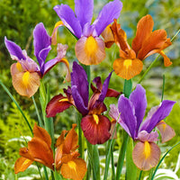 Iris 'Tiger' (x40) - Iris hollandica 'tiger' - Bloembollen