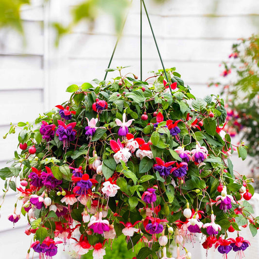 Fuchsia - Mix 'Lena' + 'Dark Eyes' + 'Swingtime' (x3) - Bakker