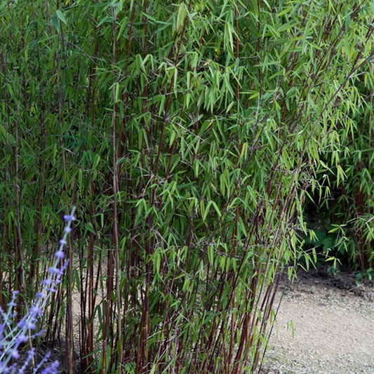 Bamboe 'Jiuzhaigou' - Fargesia robusta 'jiuzhaigou' - Niet woekerende bamboe