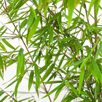 Bamboe 'Jiuzhaigou' - Fargesia robusta 'jiuzhaigou'