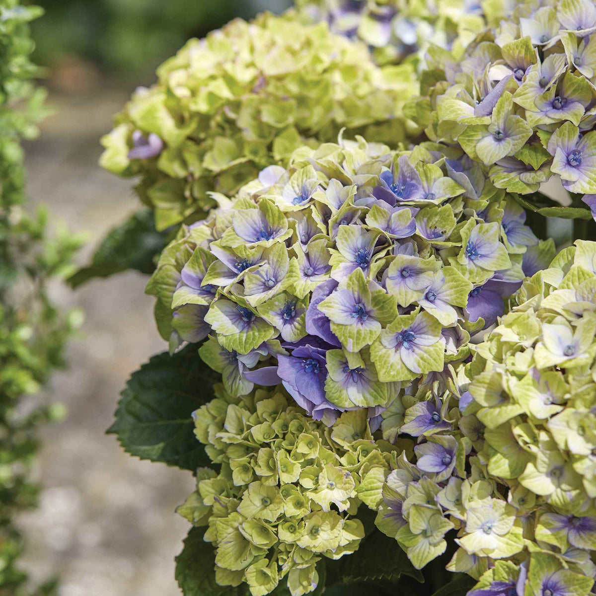 Boerenhortensia 'Jewel' Paars - Hydrangea macrophylla 'jewel' - Bakker