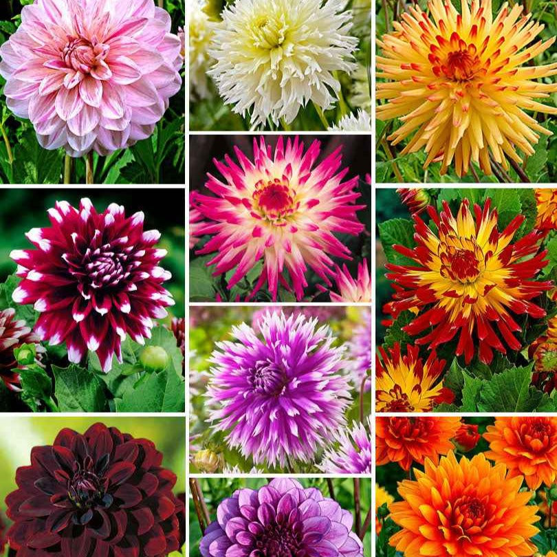 Dahlia - Mix 'The Ten' (x10) - Dahlia 'the ten' - Bloembollen