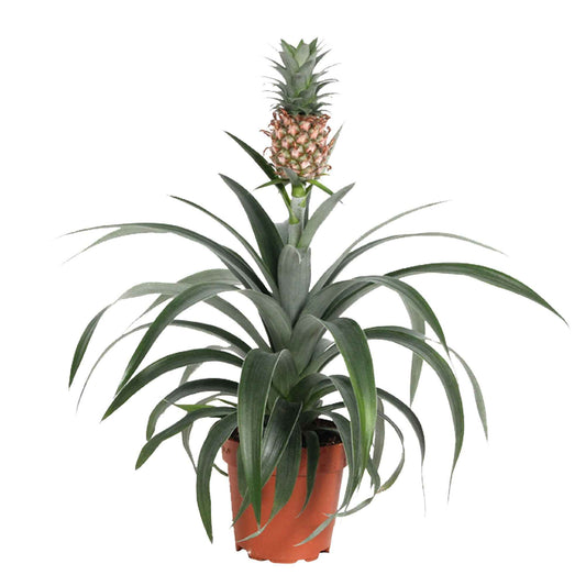 Ananasplant Ananas 'Corona' - Bakker