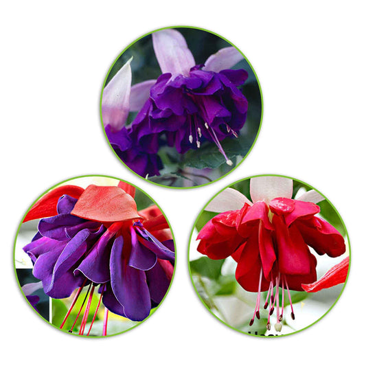 Fuchsia - Mix 'Seventh Heaven' + 'Voodoo' + 'Royal Mosaic'paars (x3) - Fuchsia Royal Mosaic, Voodoo, Seventh Heaven - Tuinplanten