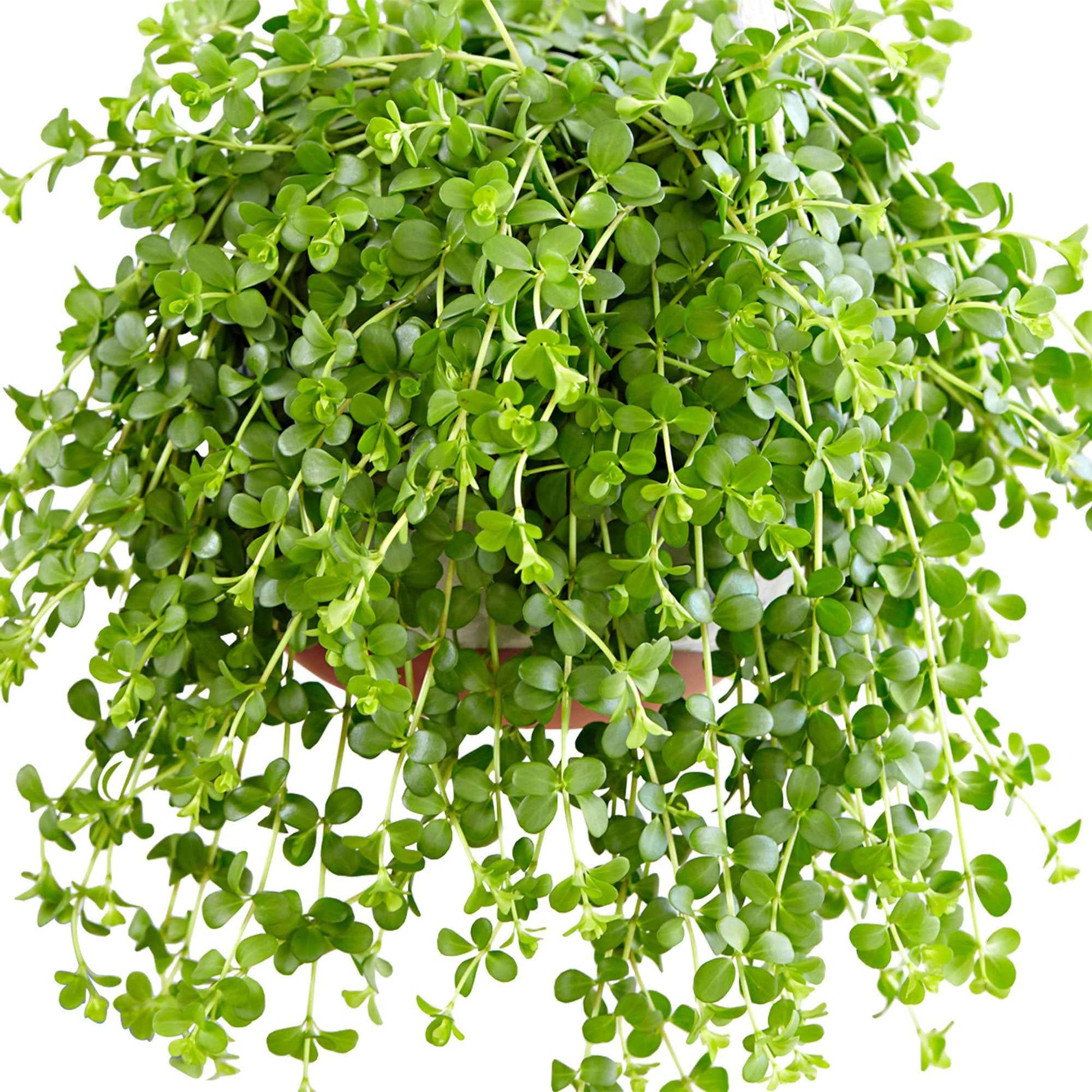 Peperplantje 'Isabelle' - Peperomia isabelle - Type kamerplant