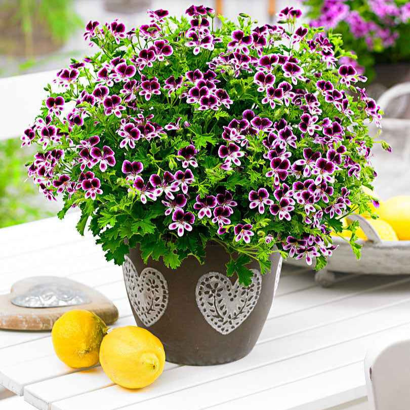 Geranium - Mix 'Mosquitaway Eva' + 'Mosquitaway Lizzy' (x6) - Pelargonium mosquitaway 'eva', 'lizzy' - Bakker