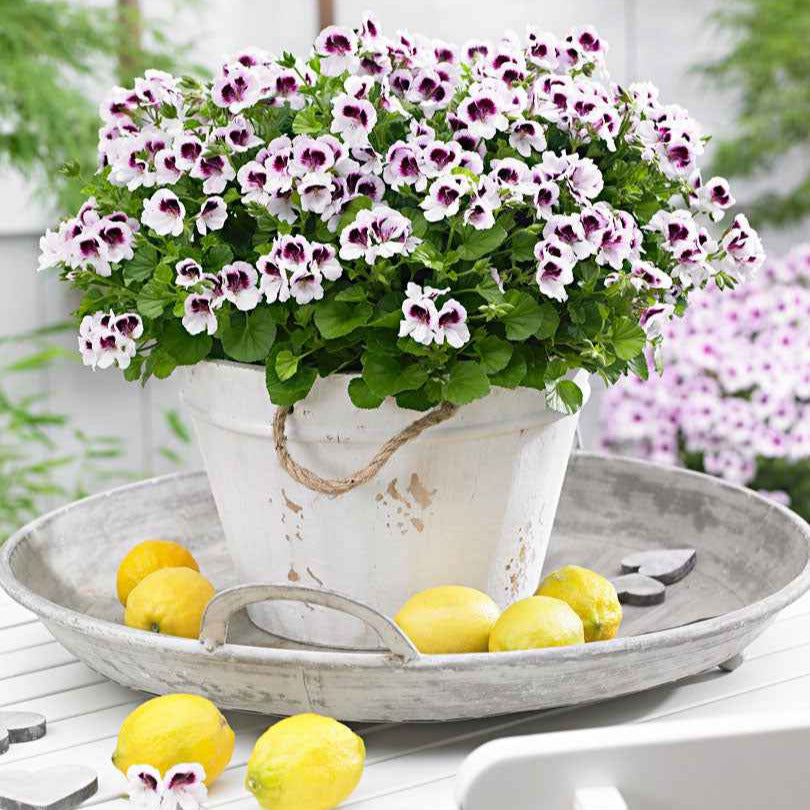 Pelargonium mosquitaway 'eva', 'lizzy' - Geranium - Mix 'Mosquitaway Eva' + 'Mosquitaway Lizzy' (x6) - Balkon- en terrasplanten