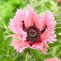 Oosterse klaproos 'Pink Perfection' - Papaver orientale 'pink perfection' - Vaste planten