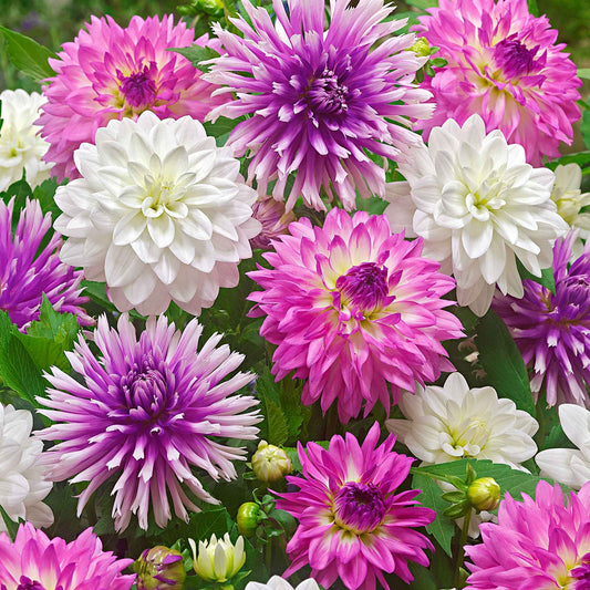 Dahlia - Mix 'All Summer Long' (x5) - Dahlia 'all summer long' - Bloembollen