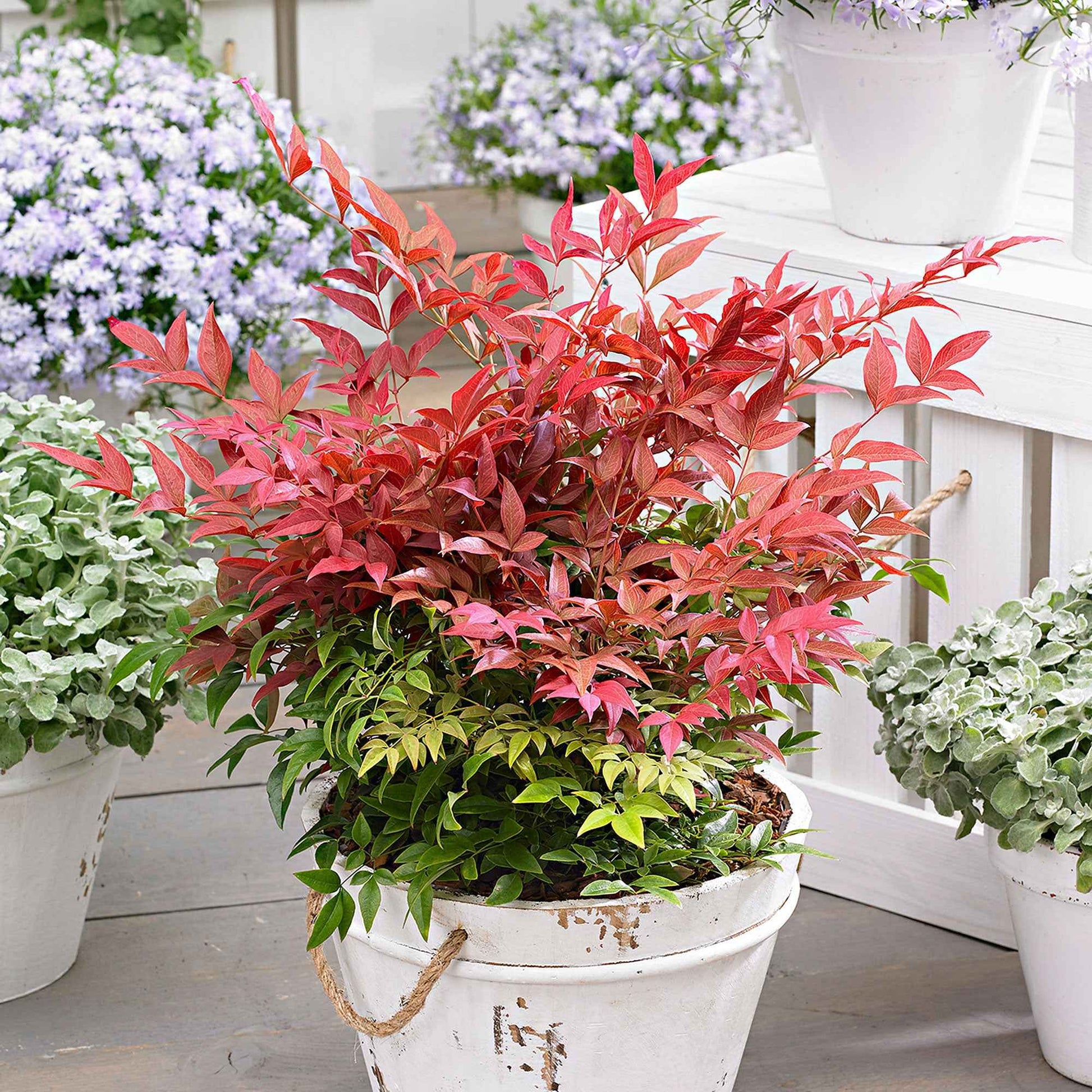 Hemelse bamboe 'Obsessed' - Nandina domestica obsessed'® - Sierheesters