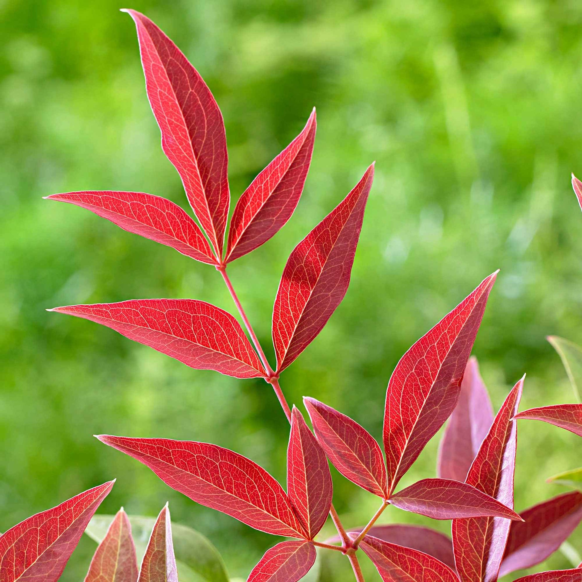 Hemelse bamboe 'Obsessed' - Nandina domestica obsessed'®