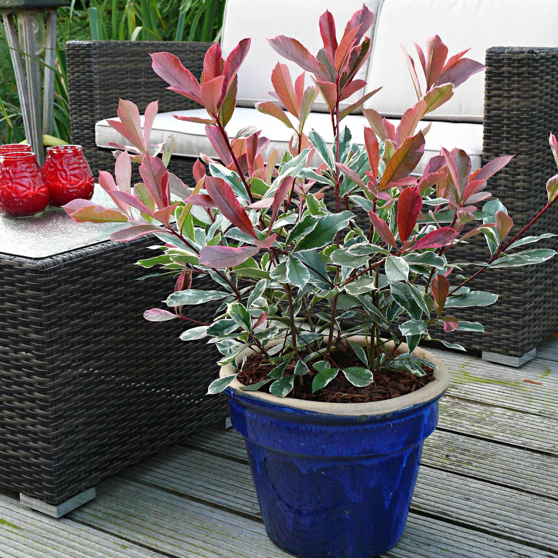 Glansmispel 'Pink Marble' - Photinia fraseri 'pink marble' - Tuinplanten