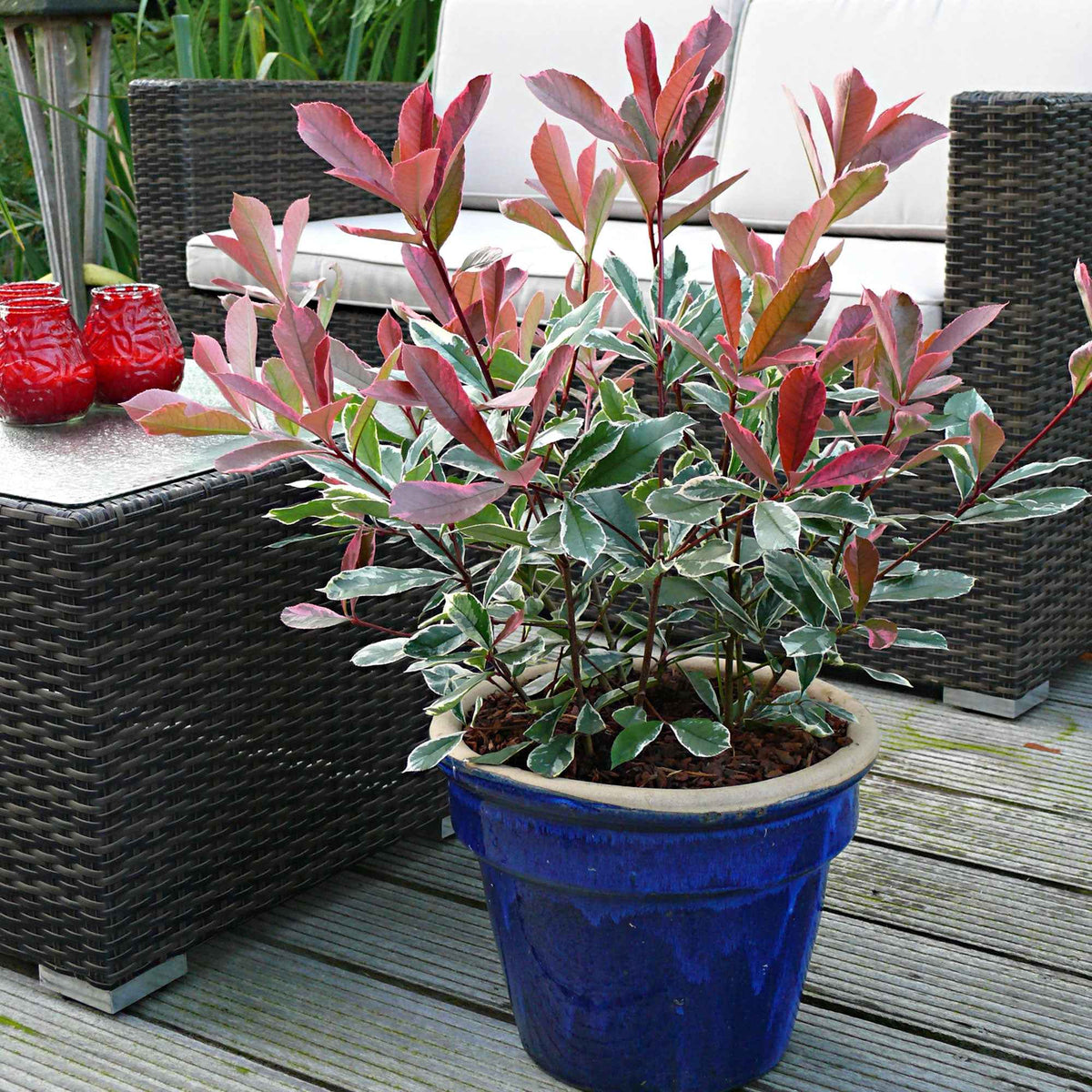 Glansmispel 'Pink Marble' - Bakker