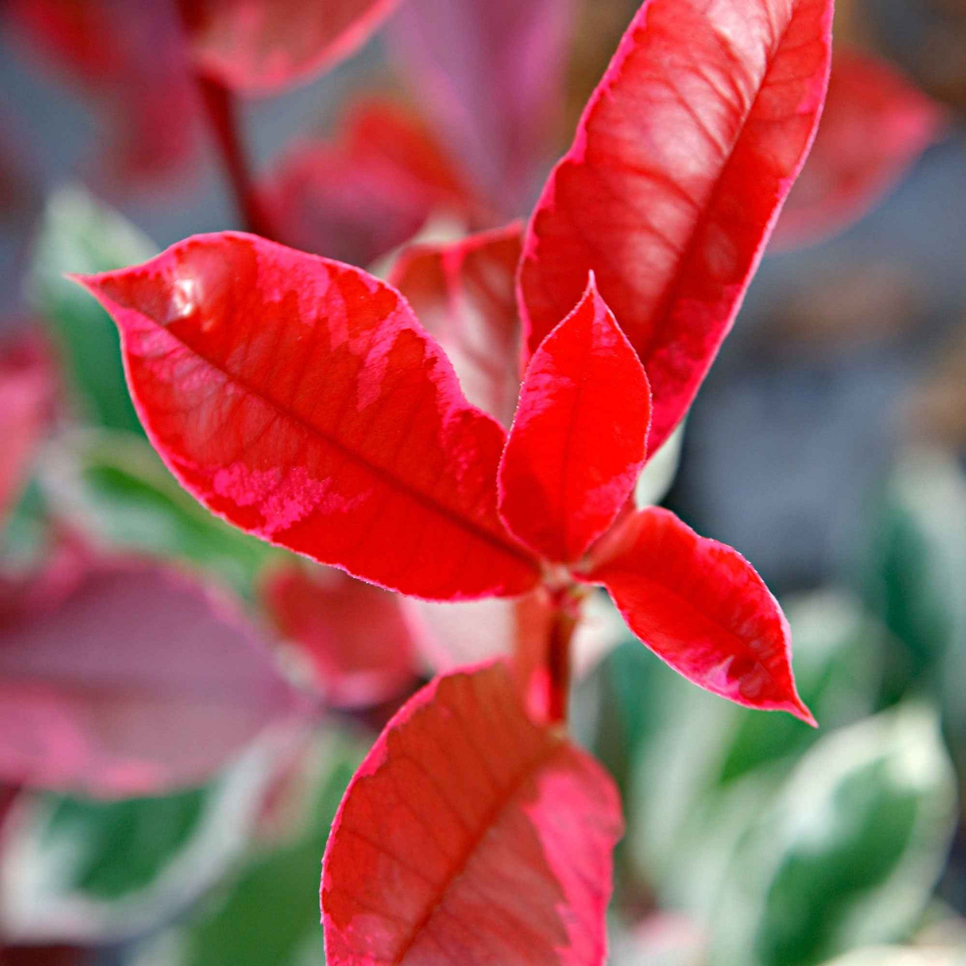 Glansmispel 'Pink Marble' - Photinia fraseri 'pink marble' - Heesters en vaste planten