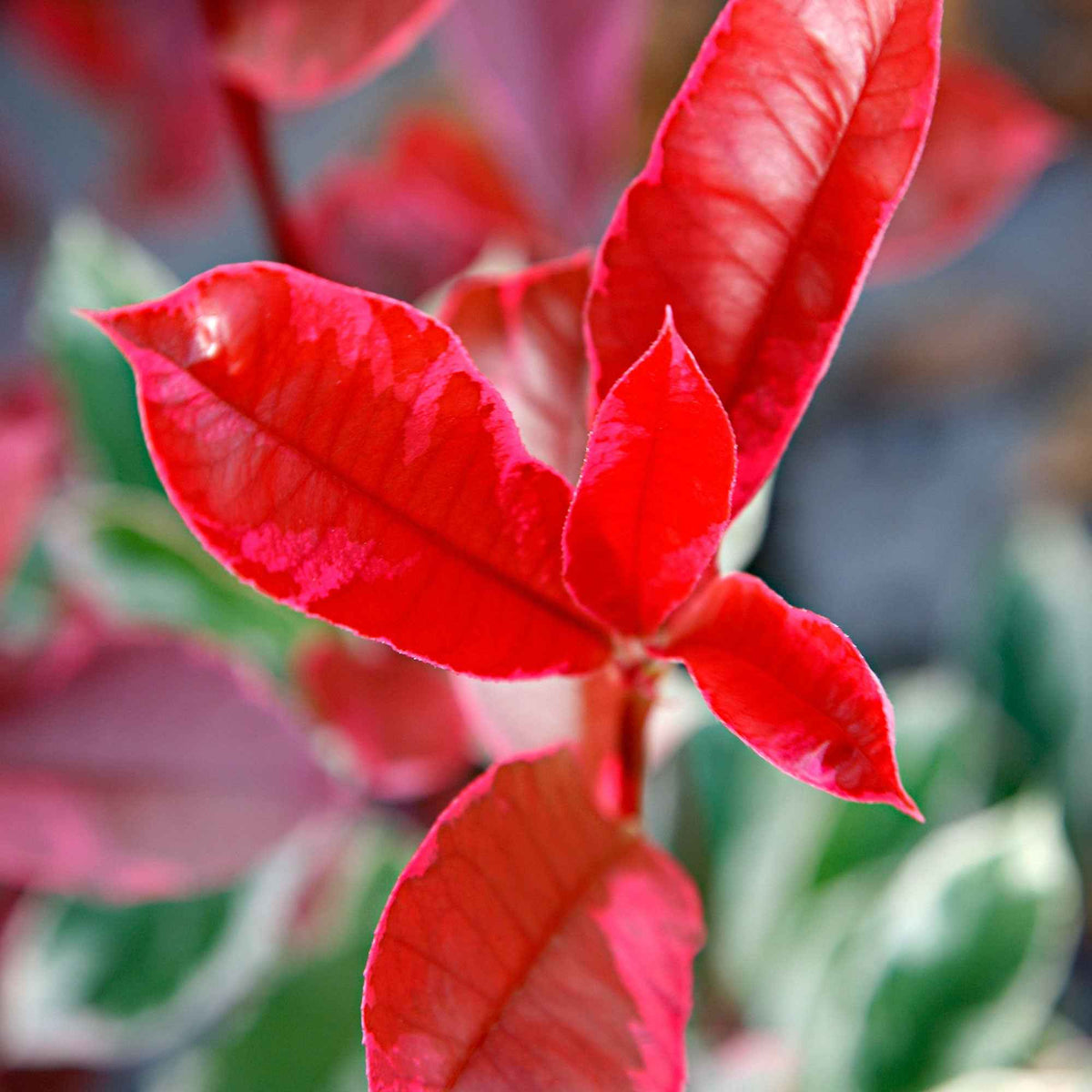 Photinia - Glansmispel 'Pink Marble' - Photinia fraseri Pink Marble