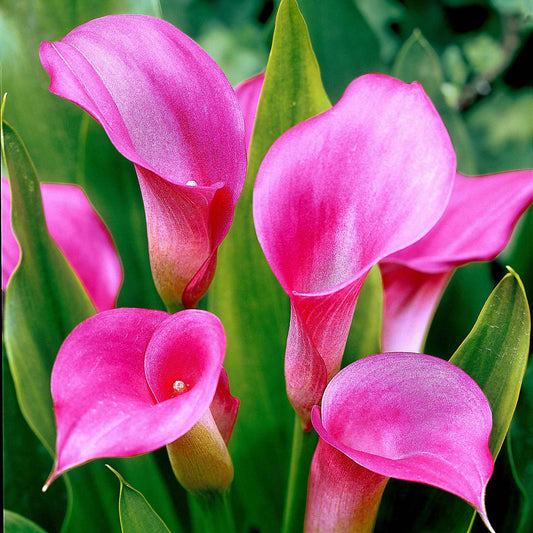 Aronskelk roze (x2) - Bakker