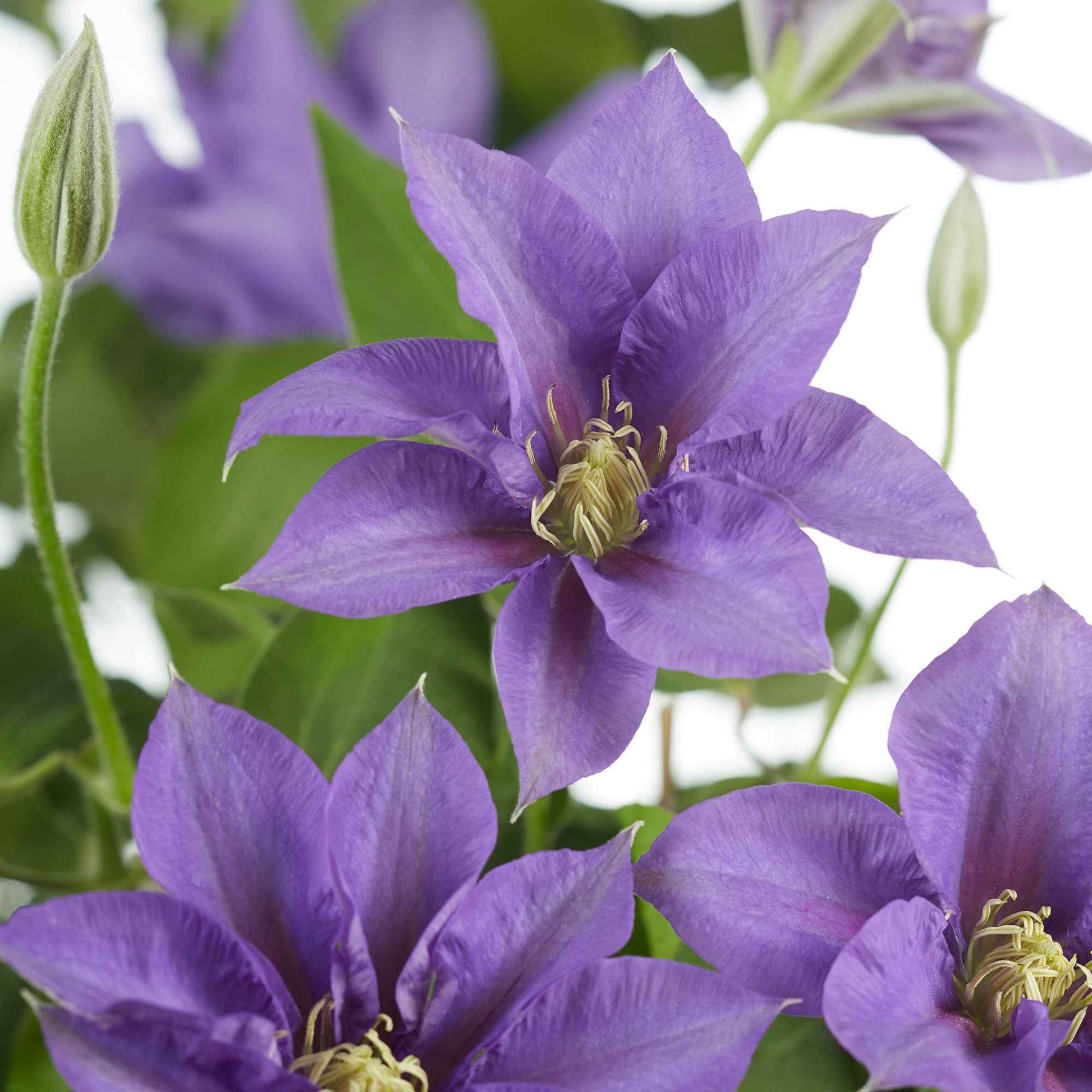 Bosrank 'Olympia' - Clematis 'olympia'