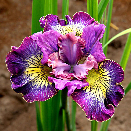 Siberische iris 'How Audacious' (x3) - Iris sibirica 'how audacious' - Tuinplanten