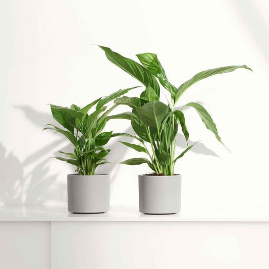 Lepelplant Spathiphyllum 'Pearl Cupido' Wit - Spathiphyllum wallisii 'Pearl Cupido' - Kamerplanten