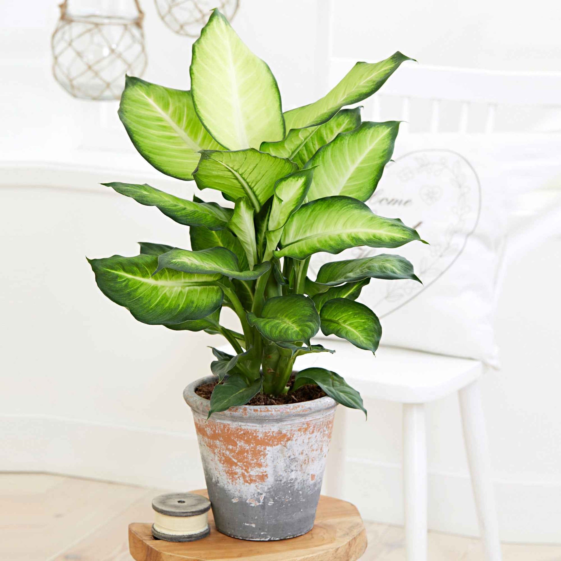 Dief van Bagdad 'Summer Style' - Dieffenbachia summer style - Kamerplanten