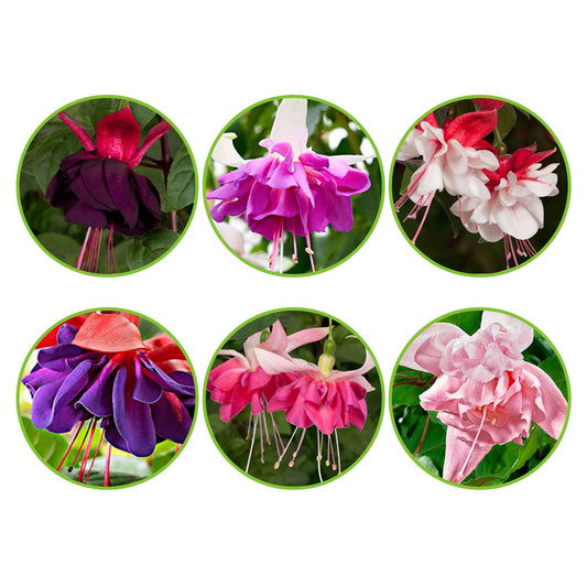 Fuchsia - Mix 'All in One' (x6) - Fuchsia Bella Rosella, Blue Mirage, New Millenium, Pink Marshmallow - Tuinplanten