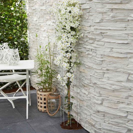 Clematis 'Avalanche' - Bakker