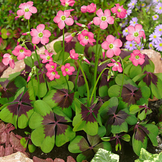 Klaverzuring 'Iron Cross' (x50) - Oxalis deppei 'iron cross' - Bloembollen