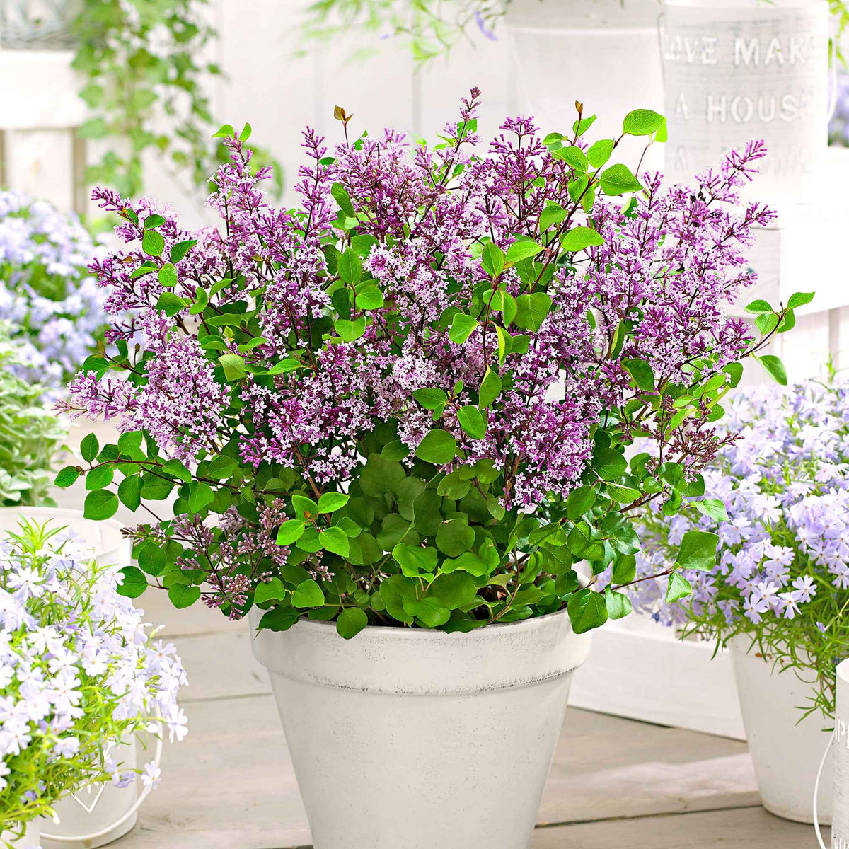 Dwergsering 'Dark Purple' - Bakker