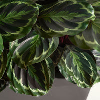 Calathea - Pauwenplant 'Medaillon' - Calathea medaillon