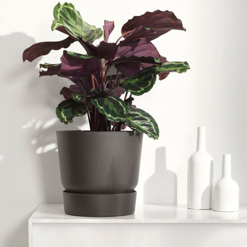Pauwenplant 'Medaillon' - Calathea medaillon - Bakker