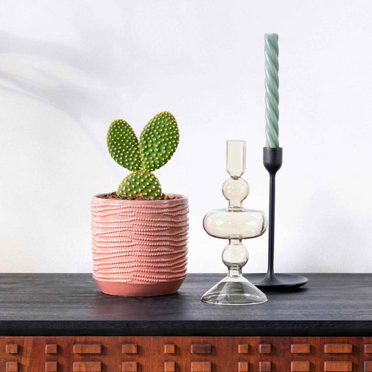 Schijfcactus Opuntia microdays - Bakker