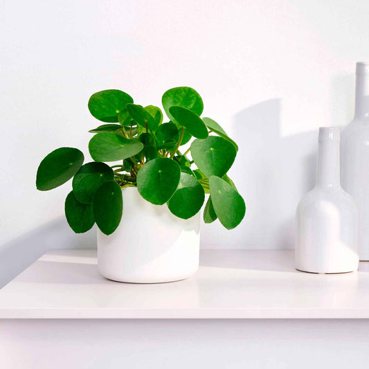 Pannenkoekplant Pilea peperomioides - Bakker