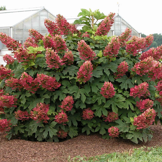 Eikenbladhortensia 'Ruby Slippers'® - Hydrangea quercifolia ruby slippers'® - Tuinplanten