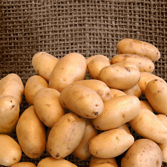 Aardappel 'Nicola' - Solanum tuberosum 'nicola' - Moestuin