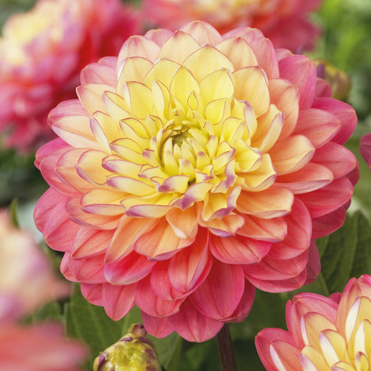 Dahlia 'Melody Allegro' (x3) - Bakker