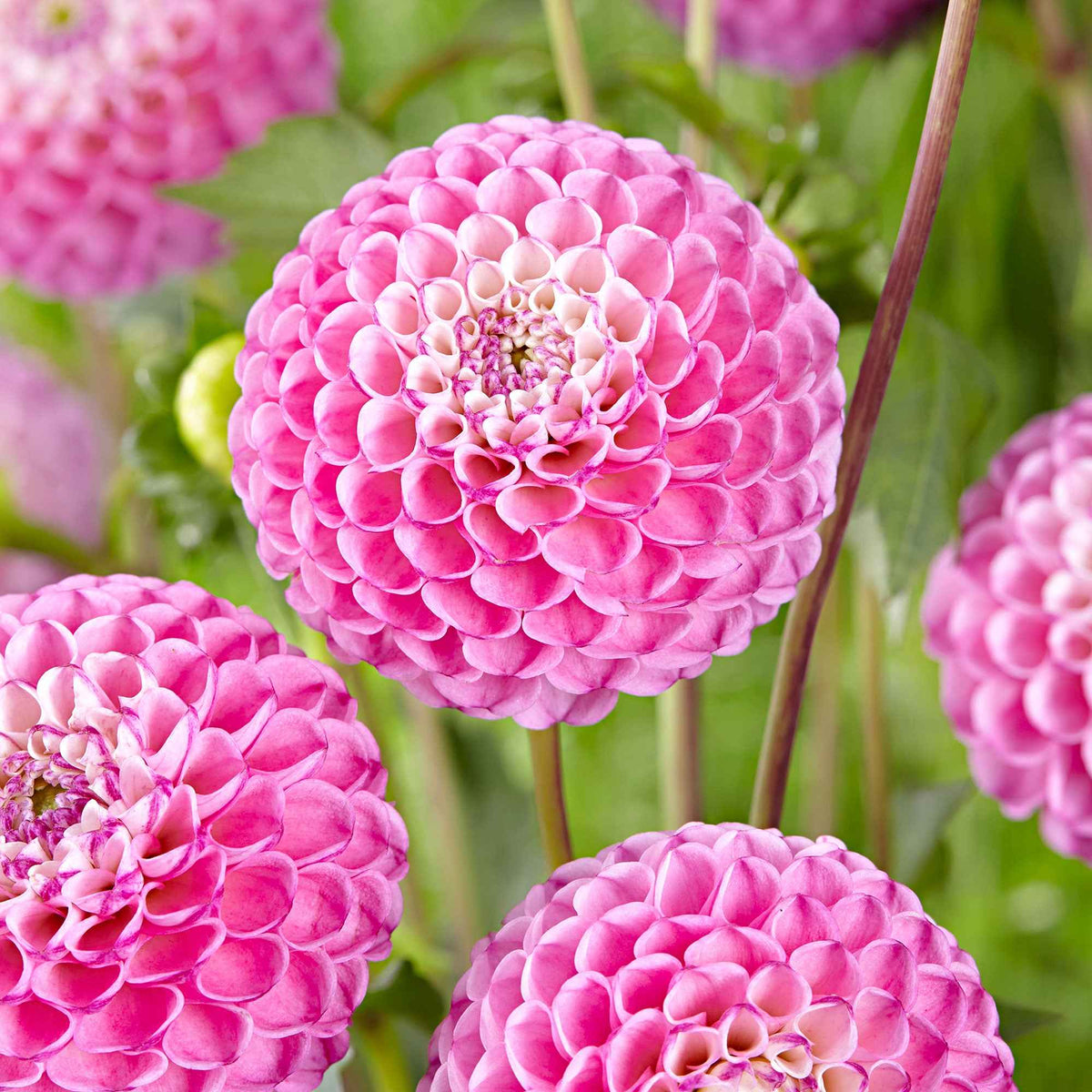 Dahlia 'Zippity Do Da' (x3) - Bakker
