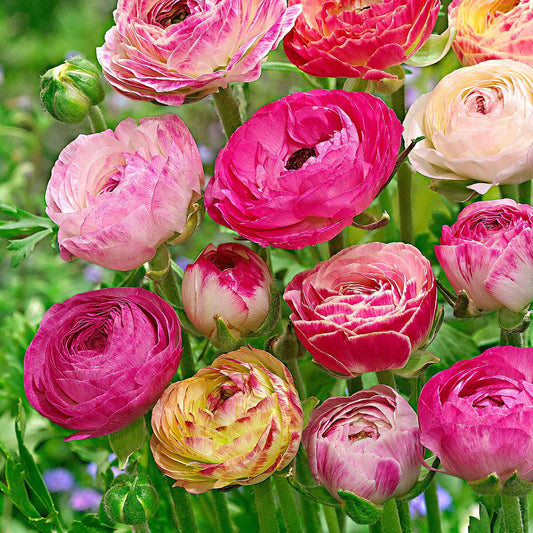 Ranonkel 'Peony Blend' (x15) - Bakker